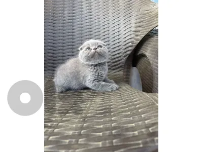 Scottish fold pure short hair El se3er 3al khas