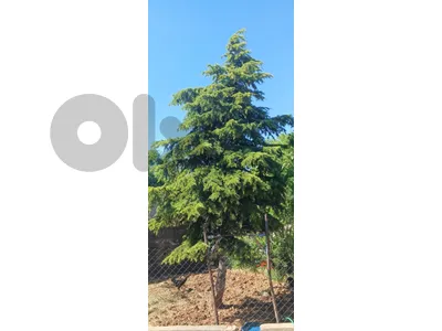ارز شجرة الارز