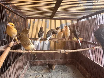 Canary male/female 15$