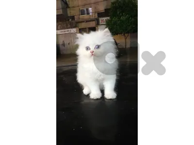 persian cat  delivery avaiable