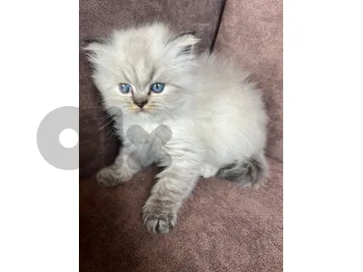 himalayan kitten