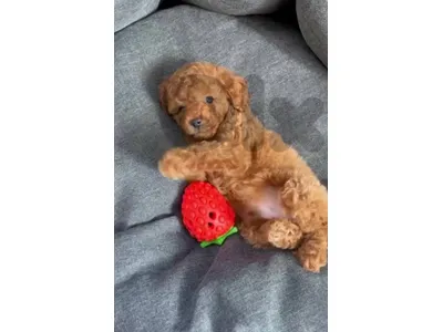male pure poodle mn ukrania ma3 dftro akid