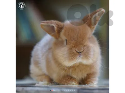 PURE BREED RABBITS