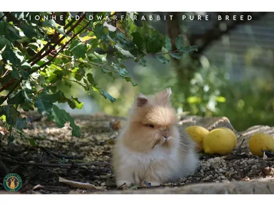PURE BREED RABBITS