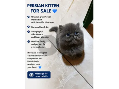 Persian Cat for Sale