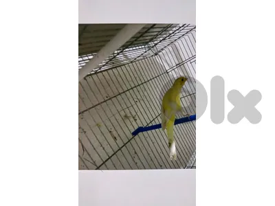 كوبرا سكوتش ( cobra scotch)