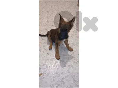 المتن ضهر الصوان