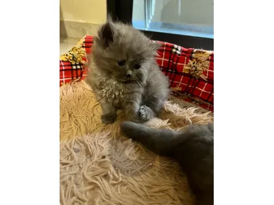 british kitten