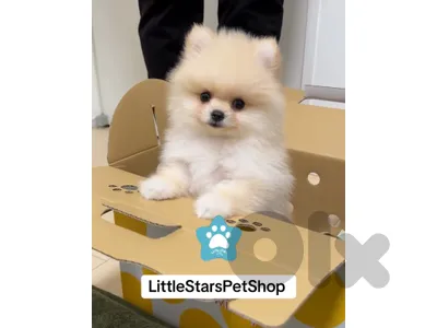 Imported POMERANIAN بوميرانيان Puppy – Perfect for Apartments & Families! 🐾✨