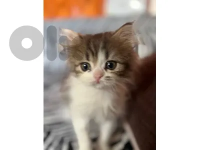 بقاع زحله