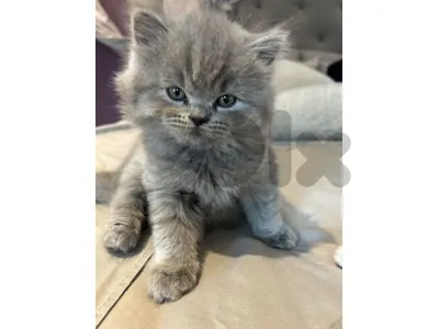 British kitten for sell100%pure