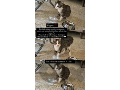 cat for adoption