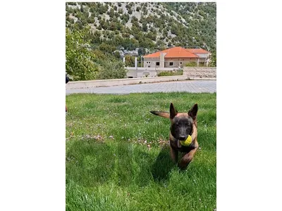 Puppy  Belgian Malinois for sale