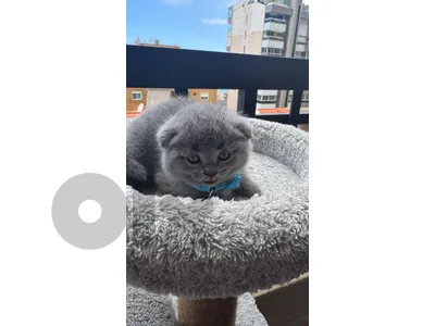 Scottish Fold Kittens