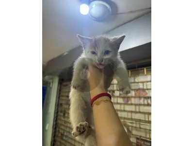 Kittens for Adoption