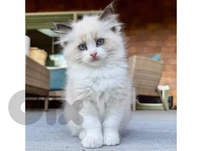 chocolate and ragdol kittens whtsp 70485808