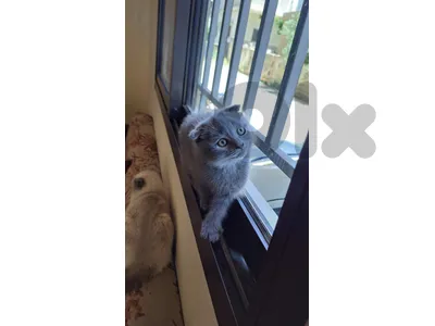 قطط سكوتشش