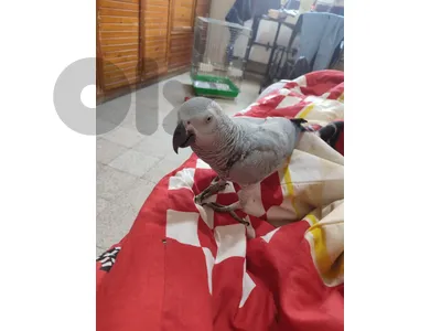 بيروت طريق جديدة