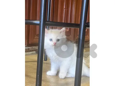 kittens