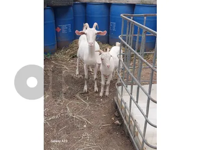 عنزة سويسرانية مع ابنا