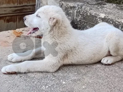 big size alabai puppy