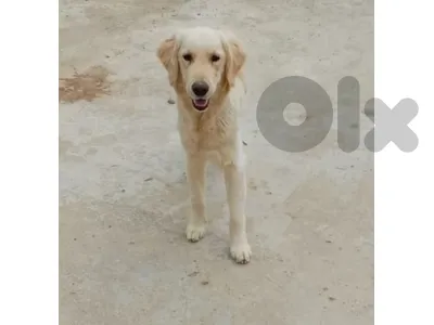 Golden Retriever