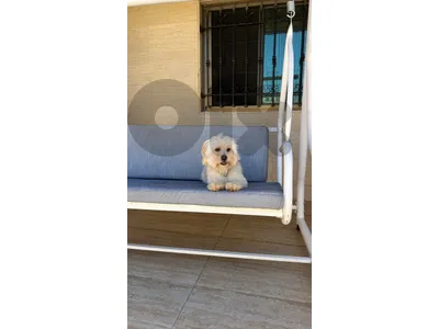 dog for sale