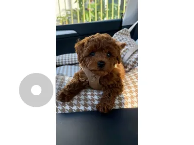 Toy Poodle puppies Available!!!