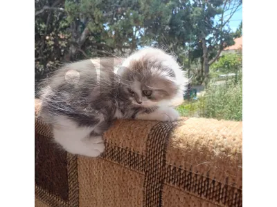scothfold , ragdol ,persian