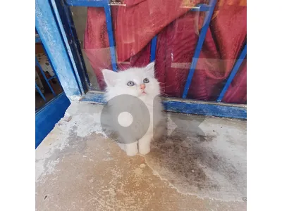 scothfold , ragdol ,persian