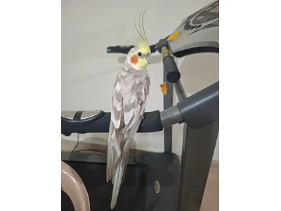 ذكر كروان