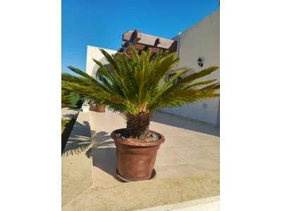 سيكا  sika