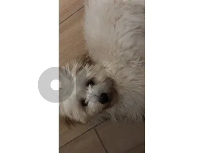 bichon