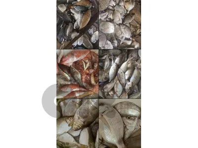 سمك مقلي وسمك مشوي وسمك منظف   عروضات يومية