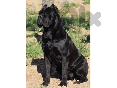Cane corso puppies ( Free delivery )