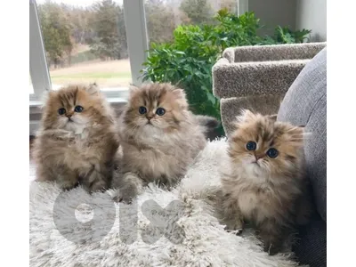 Golden chinchilla long hair kitten