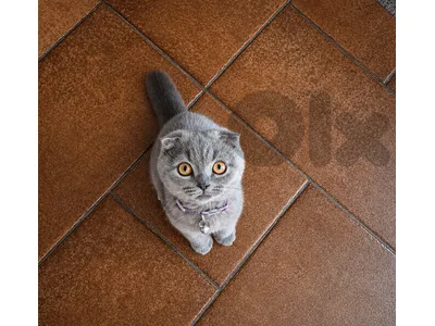 Lovely Indoor Kitten – Playful & Vaccinated