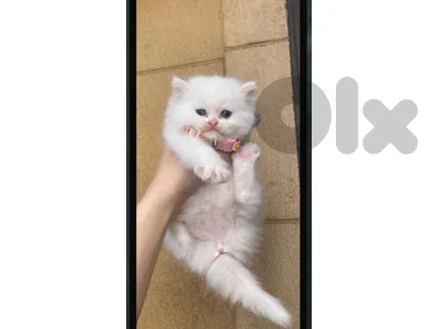 pure kitten for sale 100$