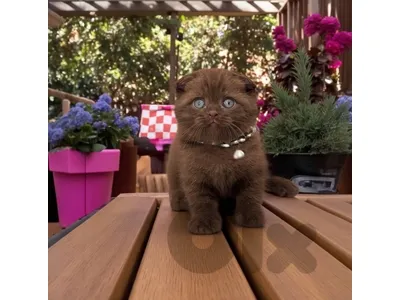 kittens for sale  whtsp 70485808