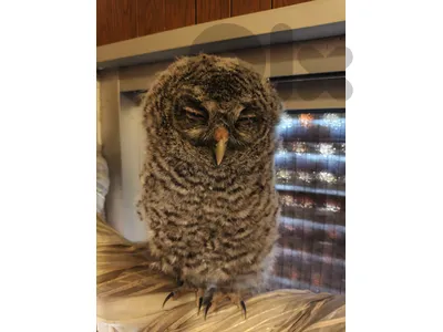friendly owl 🦉