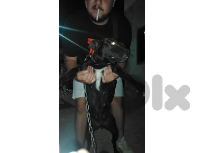 pitbull