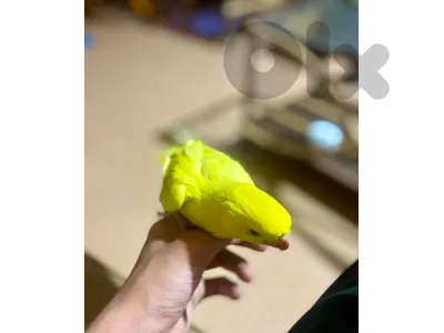 عكار عكار
