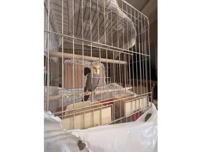 trained cockatielscockatielكروانات سوبر ترويدككككروانات