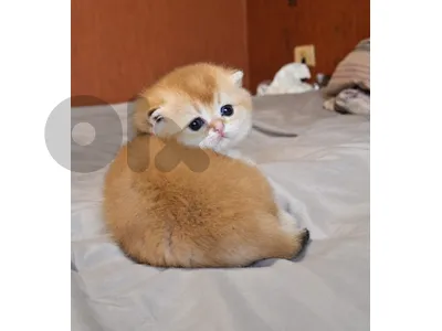 Golden Chinchilla NY12 Kittens for reservation 🔥