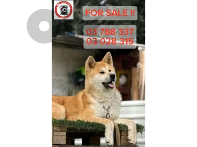 akita male