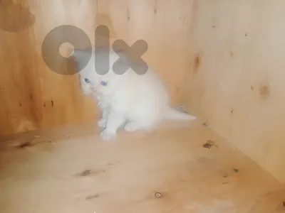 baby cat for sale sheraz