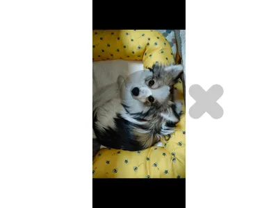Playful loulou Spitz male