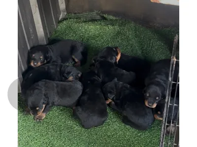 rotweiller puppies for sale Delivery July 15 after the second vaccination