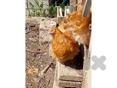 اوربنغتون - Orpington