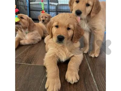 Beautifull Golden Retriever Available in store & Delivery